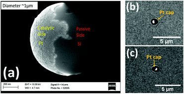 Graphical abstract: Diffusiophoresis of active colloids in viscoelastic media