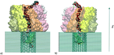 Graphical abstract: Polynucleotide differentiation using hybrid solid-state nanopore functionalizing with α-hemolysin