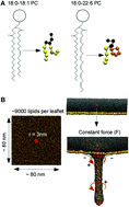 Graphical abstract: The transbilayer distribution of polyunsaturated phospholipids determines their facilitating effect on membrane deformation