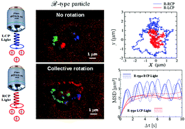 Graphical abstract: Collective motion of chiral Brownian particles controlled by a circularly-polarized laser beam