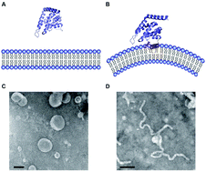 Graphical abstract: ENTH domain-dependent membrane remodelling