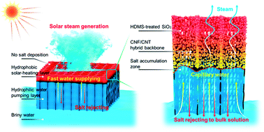 Graphical abstract: A Janus evaporator with low tortuosity for long-term solar desalination