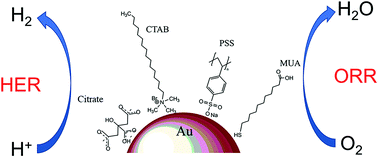 Graphical abstract: Tailoring the ORR and HER electrocatalytic performances of gold nanoparticles through metal–ligand interfaces