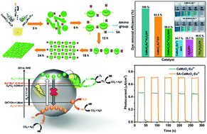 Graphical abstract: Streptavidin activated hydroxyl radicals enhanced photocatalytic and photoelectrochemical properties of membrane-bound like CaMoO4:Eu3+ hybrid structures