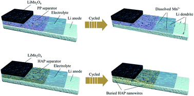 Graphical abstract: Simultaneously suppressing lithium dendrite growth and Mn dissolution by integration of a safe inorganic separator in a LiMn2O4/Li battery