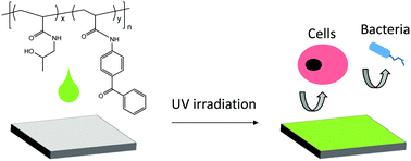 Graphical abstract: Photo-crosslinked coatings based on 2-hydroxypropyl acrylamide for the prevention of biofouling