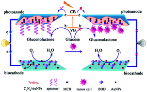 Graphical abstract: Light-driven ultrasensitive self-powered cytosensing of circulating tumor cells via integration of biofuel cells and a photoelectrochemical strategy