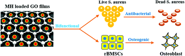 Graphical abstract: Minocycline hydrochloride loaded graphene oxide enables enhanced osteogenic activity in the presence of Gram-positive bacteria, Staphylococcus aureus