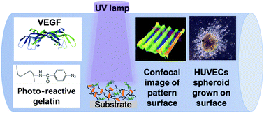 Graphical abstract: Cell migration and growth induced by photo-immobilised vascular endothelial growth factor (VEGF) isoforms