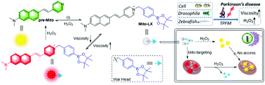 Graphical abstract: A mitochondria-targeted two-photon fluorogenic probe for the dual-imaging of viscosity and H2O2 levels in Parkinson's disease models