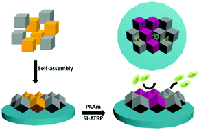 Graphical abstract: Asymmetric multifunctional 3D cell microenvironments by capillary force assembly