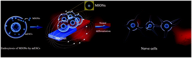 Graphical abstract: Improved neural differentiation of stem cells mediated by magnetic nanoparticle-based biophysical stimulation