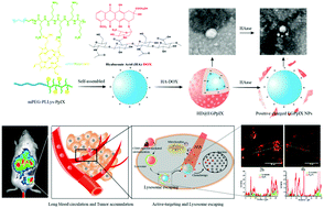 Graphical abstract: Enzyme-triggered deshielding of nanoparticles and positive-charge mediated lysosomal escape for chemo/photo-combination therapy