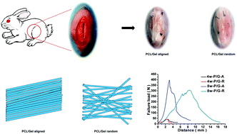 Graphical abstract: Electrospun PCL/Gel-aligned scaffolds enhance the biomechanical strength in tendon repair