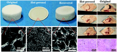 Graphical abstract: Shape memory histocompatible and biodegradable sponges for subcutaneous defect filling and repair: greatly reducing surgical incision