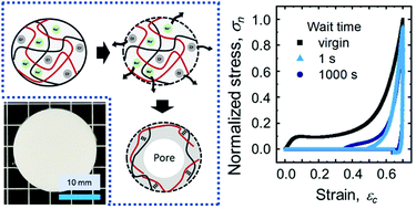 Graphical abstract: Polyelectrolyte complexation via viscoelastic phase separation results in tough and self-recovering porous hydrogels