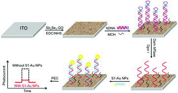 Graphical abstract: Antimony selenide/graphene oxide composite for sensitive photoelectrochemical detection of DNA methyltransferase activity