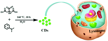 Graphical abstract: Intrinsic lysosomal targeting fluorescent carbon dots with ultrastability for long-term lysosome imaging