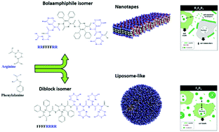 Graphical abstract: Amphipathic design dictates self-assembly, cytotoxicity and cell uptake of arginine-rich surfactant-like peptides