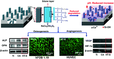 Graphical abstract: Silanized NaCa2HSi3O9 nanorods with a reduced pH increase on Ti for improving osteogenesis and angiogenesis in vitro