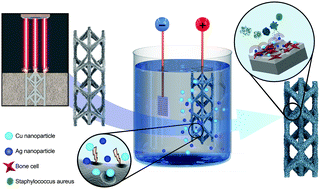 Graphical abstract: Self-defending additively manufactured bone implants bearing silver and copper nanoparticles