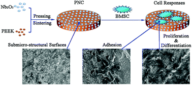 Graphical abstract: Influences of niobium pentoxide on roughness, hydrophilicity, surface energy and protein absorption, and cellular responses to PEEK based composites for orthopedic applications