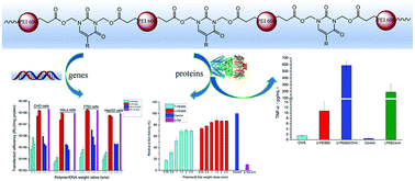 Graphical abstract: Bioinspired pyrimidine-containing cationic polymers as effective nanocarriers for DNA and protein delivery