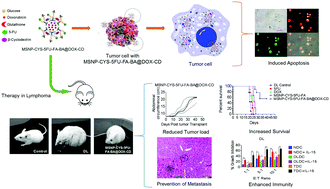 Graphical abstract: Studies on interaction potency model based on drug synergy and therapeutic potential of triple stimuli-responsive delivery of doxorubicin and 5-fluoro-2-deoxyuridine against lymphoma using disulfide-bridged cysteine over mesoporous silica nanoparticles