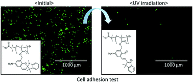 Graphical abstract: Synthesis of spiropyran with methacrylate at the benzopyran moiety and control of the water repellency and cell adhesion of its polymer film