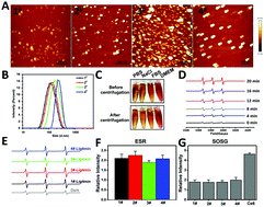 Graphical abstract: Light-assisted gadofullerene nanoparticles disrupt tumor vasculatures for potent melanoma treatment