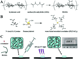 Graphical abstract: Adjustable and ultrafast light-cured hyaluronic acid hydrogel: promoting biocompatibility and cell growth