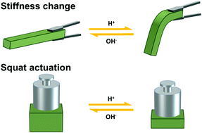 Graphical abstract: Osmotic squat actuation in stiffness adjustable bacterial cellulose composite hydrogels