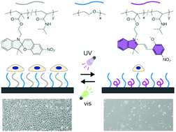 Graphical abstract: Cell adhesion control by photoinduced LCST shift of PNIPAAm-based brush scaffolds