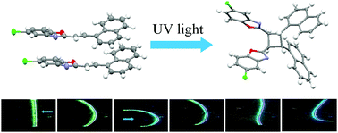 Graphical abstract: The photomechanic effects of the molecular crystals based on 5-chloro-2-(naphthalenylvinyl)benzoxazols fueled by topo-photochemical reactions
