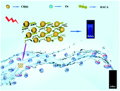 Graphical abstract: A novel cucurbit[6]uril-based supramolecular coordination assembly as a multi-responsive luminescent sensor for Fe3+, Cr2O72− and isoquinoline antibiotics in aqueous medium