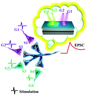 Graphical abstract: A multi-input light-stimulated synaptic transistor for complex neuromorphic computing