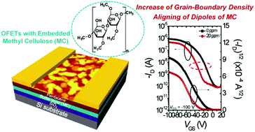 Graphical abstract: Amplifying gas sensor performance by embedding a cellulose-based buffer layer in organic transistors