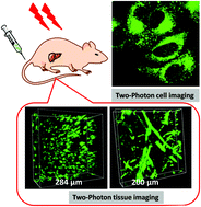 Graphical abstract: Efficient dendrimers based on naphthalene indenofluorene for two-photon fluorescent imaging in living cells and tissues