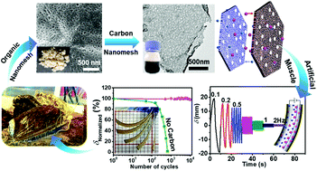 Graphical abstract: Nacre-based carbon nanomeshes for a soft ionic actuator with large and rapid deformation