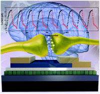 Graphical abstract: Tailoring synaptic plasticity in a perovskite QD-based asymmetric memristor