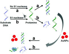 Graphical abstract: A label-free protamine-assisted colorimetric sensor for highly sensitive detection of S1 nuclease activity