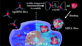 Graphical abstract: Extracellular pH-manipulated in situ reconfiguration of aptamer functionalized DNA monomer enables specifically improved affinity, detection and drug delivery