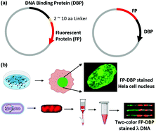 Graphical abstract: DNA binding fluorescent proteins as single-molecule probes