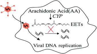 Graphical abstract: Lipidomic profiling of virus infection identifies mediators that resolve herpes simplex virus-induced corneal inflammatory lesions