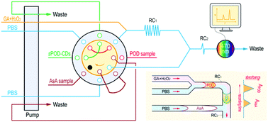 Graphical abstract: Simultaneous quantification of peroxidase and ascorbic acid in biosamples with an automatic system based on a Fe(iii)/methylthymol blue-carbon dot simulative enzyme