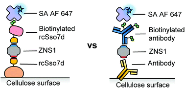 Graphical abstract: Functional comparison of paper-based immunoassays based on antibodies and engineered binding proteins