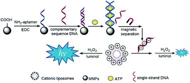 Graphical abstract: Cationic liposome-triggered luminol chemiluminescence reaction and its applications