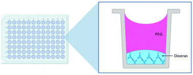 Graphical abstract: Aqueous two-phase system antibody confinement enables cost-effective analysis of protein analytes by sandwich enzyme-linked immunosorbent assay with minimal optical crosstalk