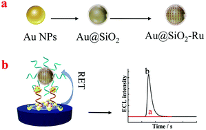 Graphical abstract: Surface-enhanced electrochemiluminescence combined with resonance energy transfer for sensitive carcinoembryonic antigen detection in exhaled breath condensates