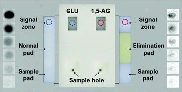Graphical abstract: Paper-based 1,5-anhydroglucitol quantification using enzyme-based glucose elimination